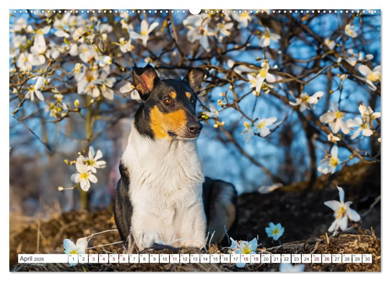 Bild: 9783457388082 | Ein Freund fürs Leben - Smooth Collie (hochwertiger Premium...