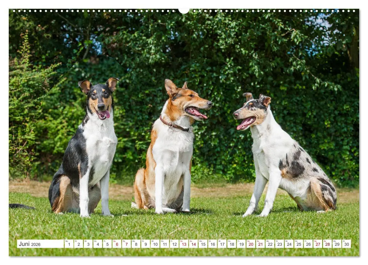 Bild: 9783457388082 | Ein Freund fürs Leben - Smooth Collie (hochwertiger Premium...