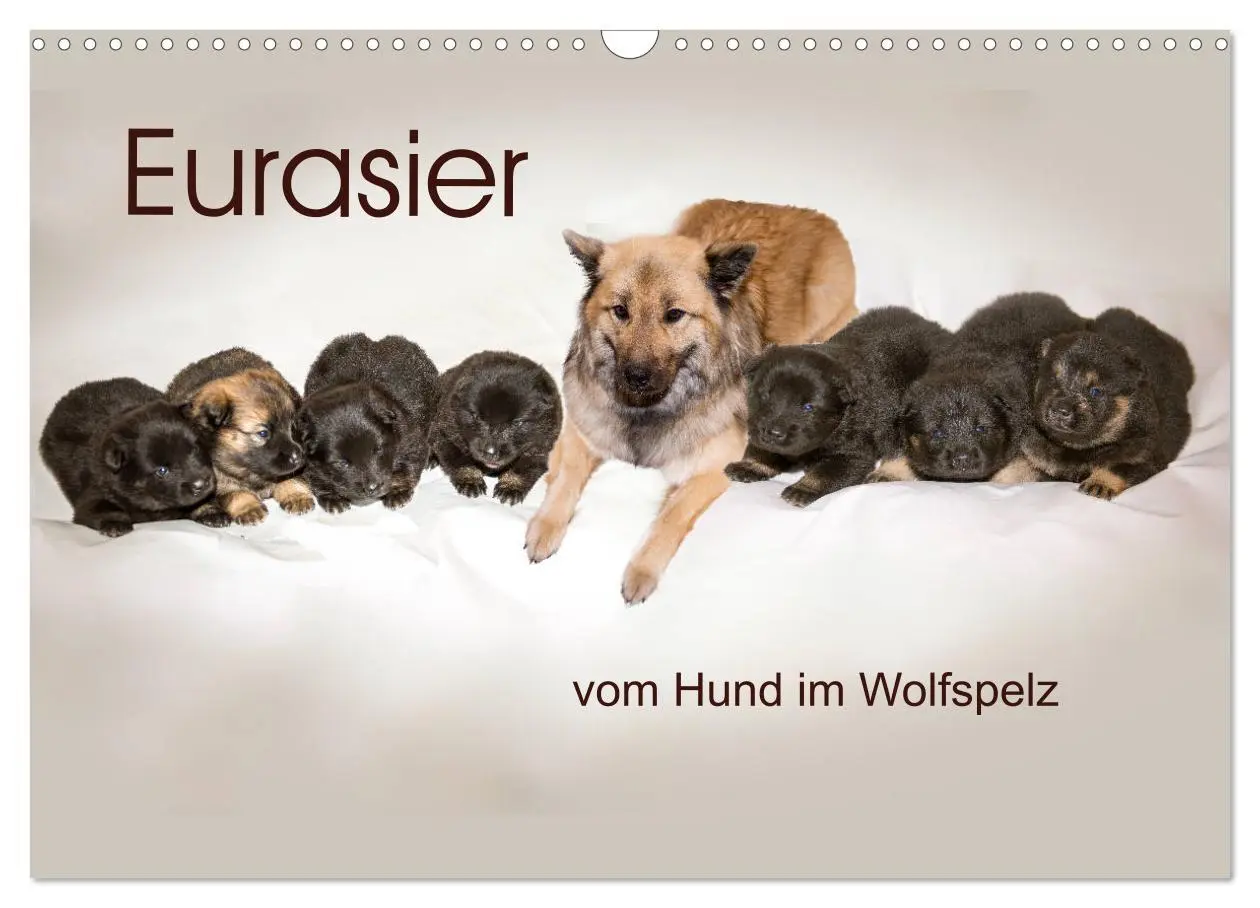 Cover: 9783457838082 | Eurasier, der Hund im Wolfspelz (Wandkalender 2026 DIN A3 quer),...
