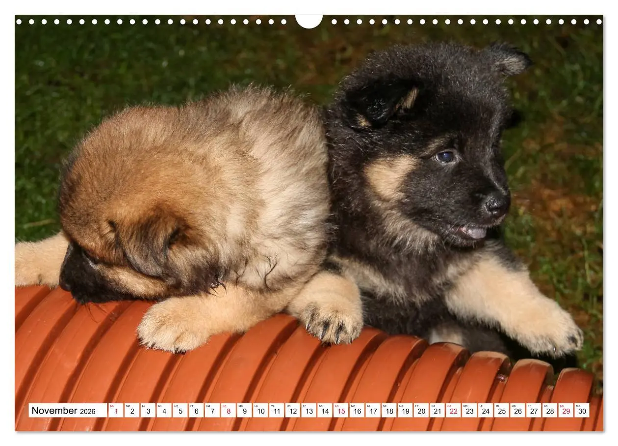 Bild: 9783457838082 | Eurasier, der Hund im Wolfspelz (Wandkalender 2026 DIN A3 quer),...