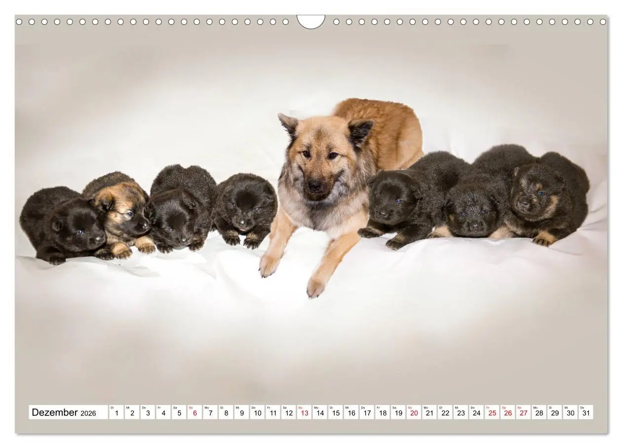 Bild: 9783457838082 | Eurasier, der Hund im Wolfspelz (Wandkalender 2026 DIN A3 quer),...