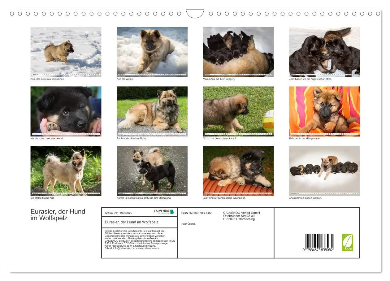 Bild: 9783457838082 | Eurasier, der Hund im Wolfspelz (Wandkalender 2026 DIN A3 quer),...