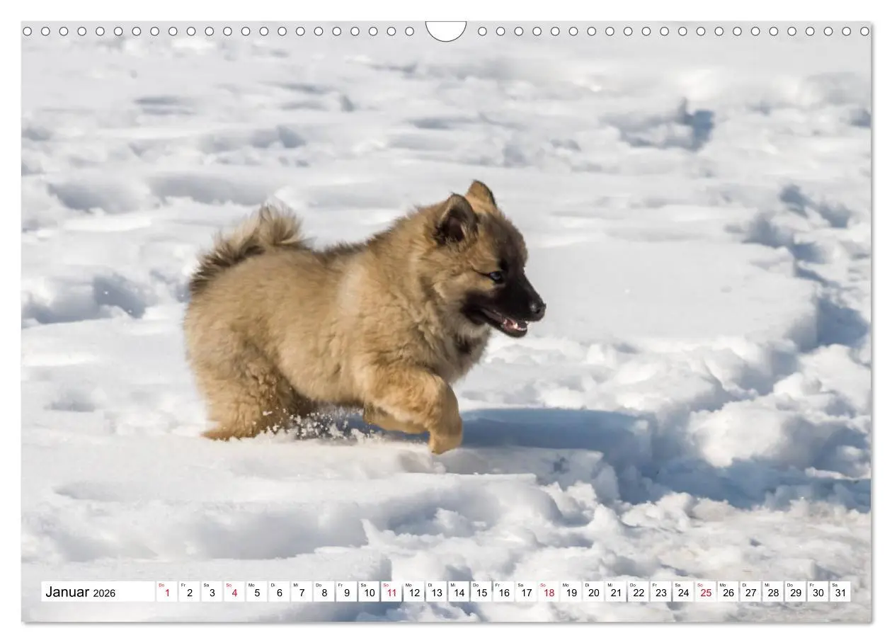 Bild: 9783457838082 | Eurasier, der Hund im Wolfspelz (Wandkalender 2026 DIN A3 quer),...