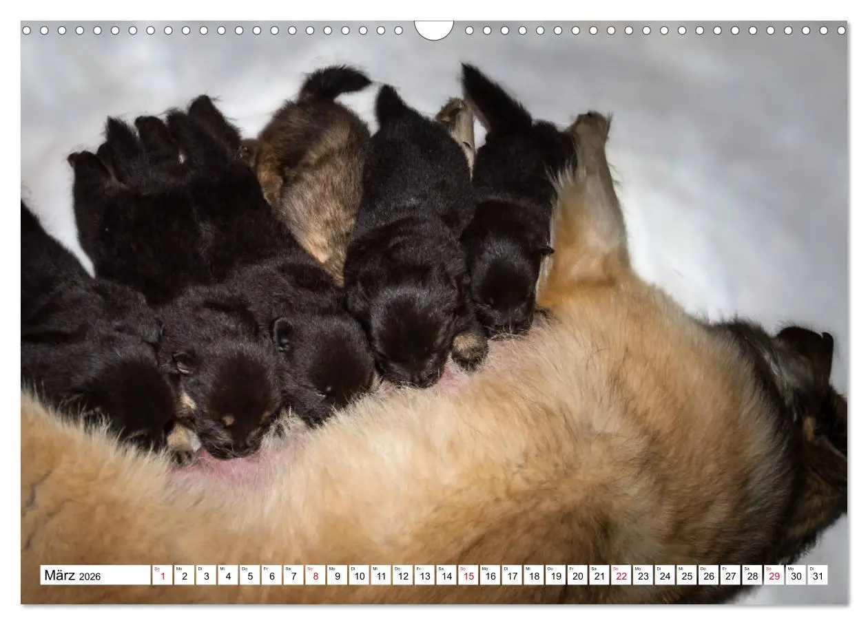 Bild: 9783457838082 | Eurasier, der Hund im Wolfspelz (Wandkalender 2026 DIN A3 quer),...