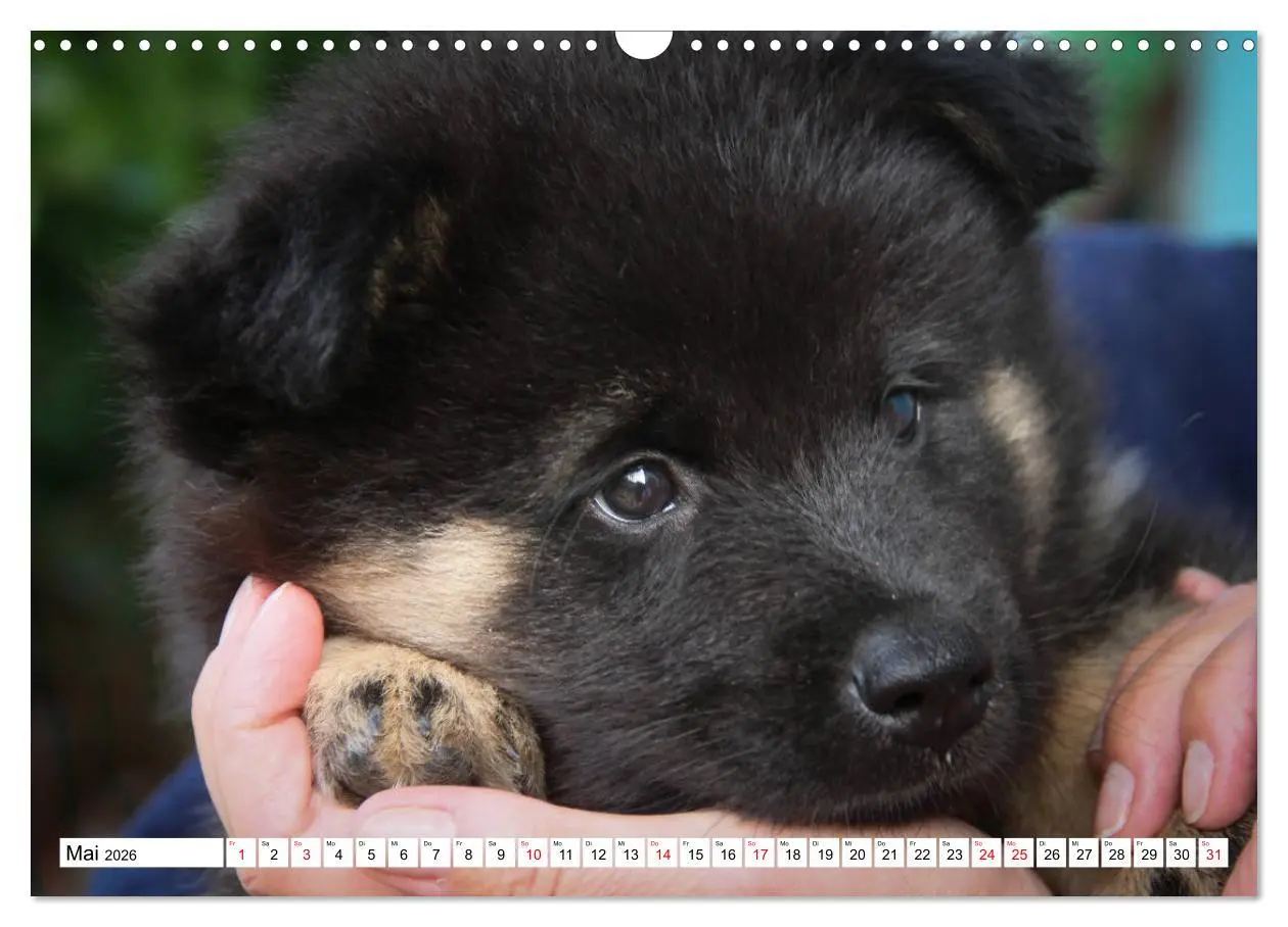 Bild: 9783457838082 | Eurasier, der Hund im Wolfspelz (Wandkalender 2026 DIN A3 quer),...