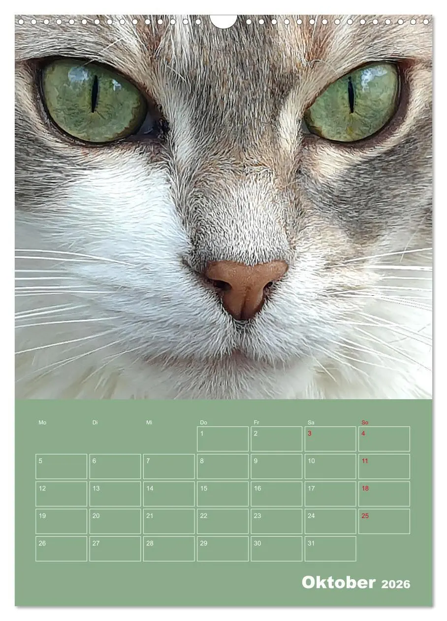 Bild: 9783516308082 | Cat Faces - Charakterstarke Katzengesichter ganz nah (Wandkalender...