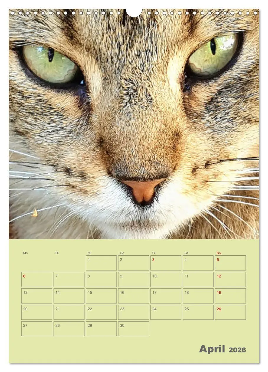 Bild: 9783516308082 | Cat Faces - Charakterstarke Katzengesichter ganz nah (Wandkalender...