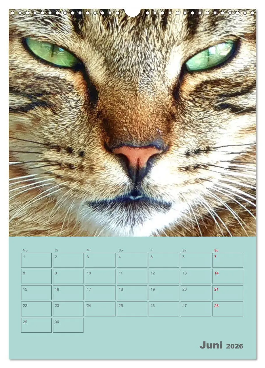 Bild: 9783516308082 | Cat Faces - Charakterstarke Katzengesichter ganz nah (Wandkalender...