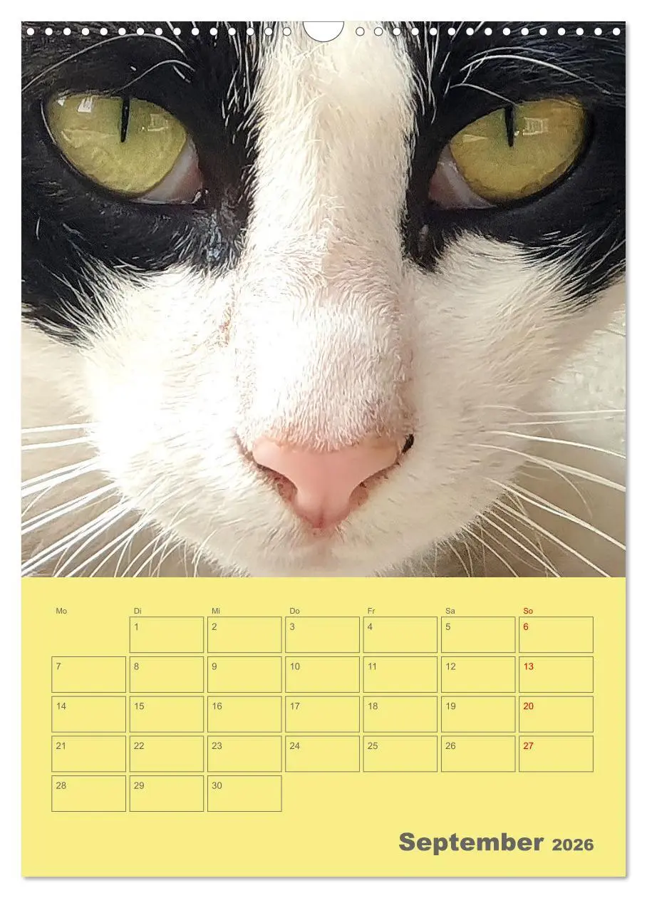 Bild: 9783516308082 | Cat Faces - Charakterstarke Katzengesichter ganz nah (Wandkalender...