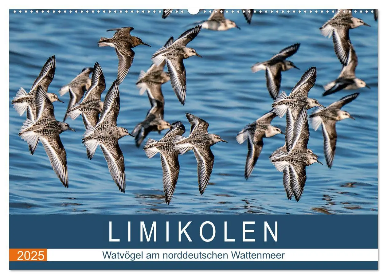 Cover: 9783435118182 | Limikolen - Watvögel am norddeutschen Wattenmeer (Wandkalender 2025...