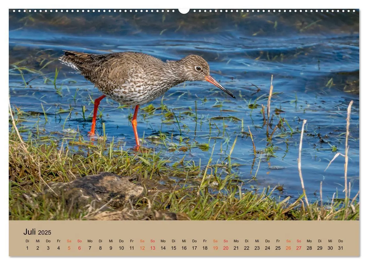 Bild: 9783435118182 | Limikolen - Watvögel am norddeutschen Wattenmeer (Wandkalender 2025...