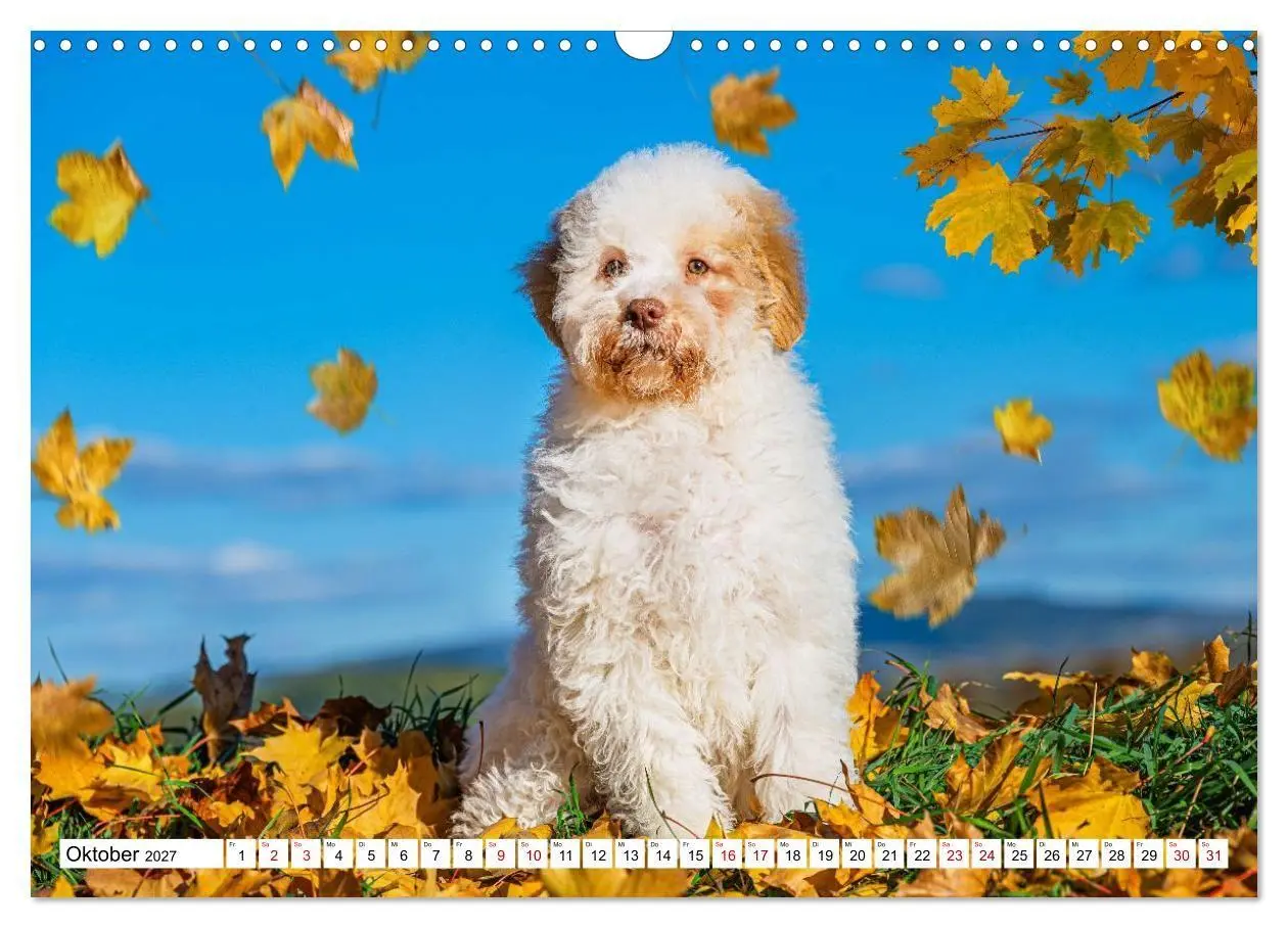 Bild: 9783594378182 | Lagotto Romagnolo - die Trüffelsucher Italiens (Wandkalender 2027...