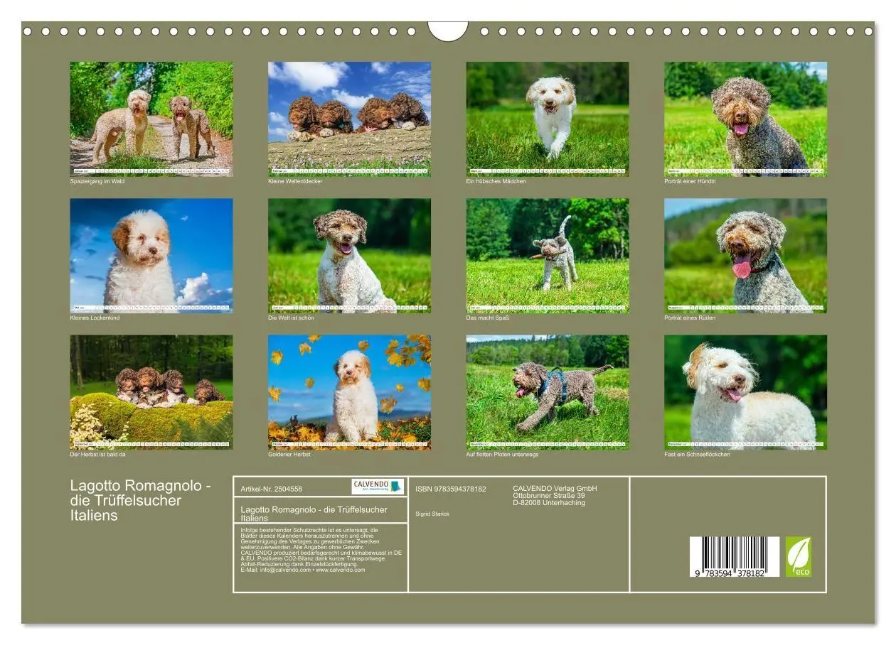 Bild: 9783594378182 | Lagotto Romagnolo - die Trüffelsucher Italiens (Wandkalender 2027...