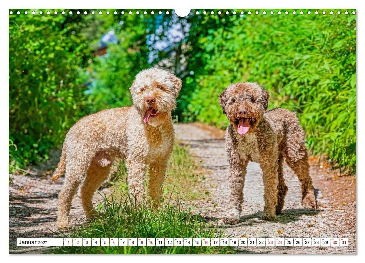 Bild: 9783594378182 | Lagotto Romagnolo - die Trüffelsucher Italiens (Wandkalender 2027...