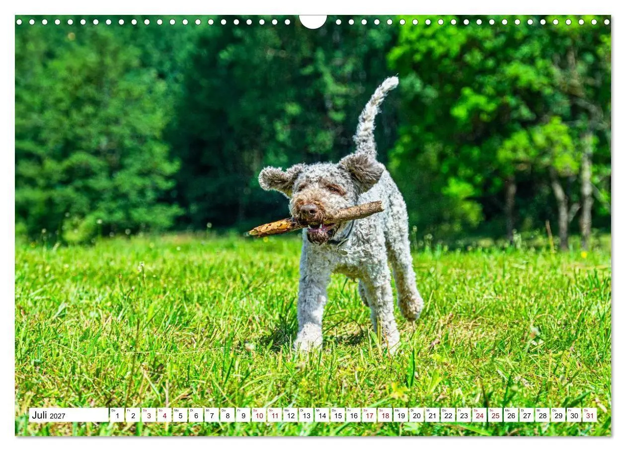 Bild: 9783594378182 | Lagotto Romagnolo - die Trüffelsucher Italiens (Wandkalender 2027...