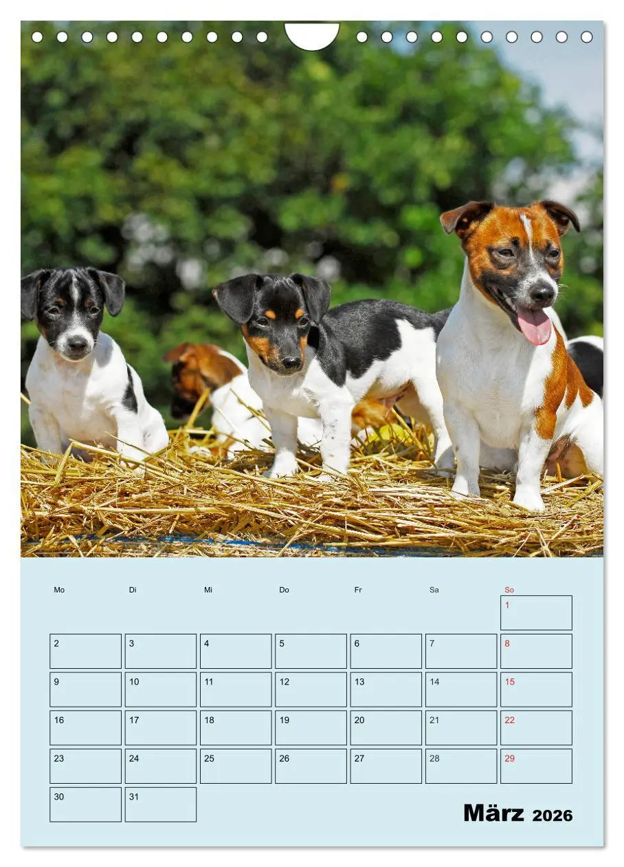 Bild: 9783516388282 | Familienplaner Jack und Parson Russell Terrier (Wandkalender 2026...