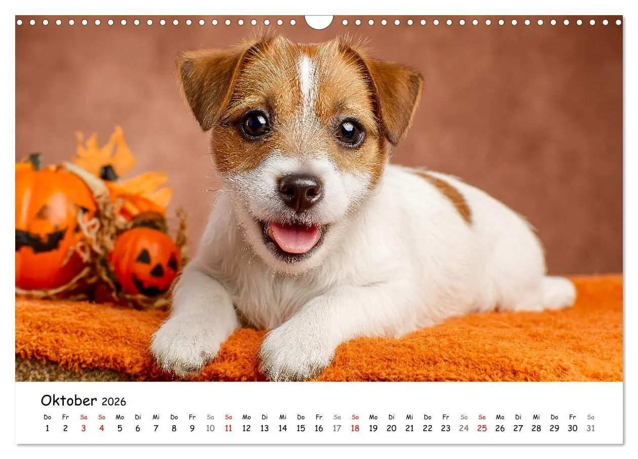 Bild: 9783516698282 | JACK RUSSEL - Kleine Hunde mit großem Charakter (Wandkalender 2026...