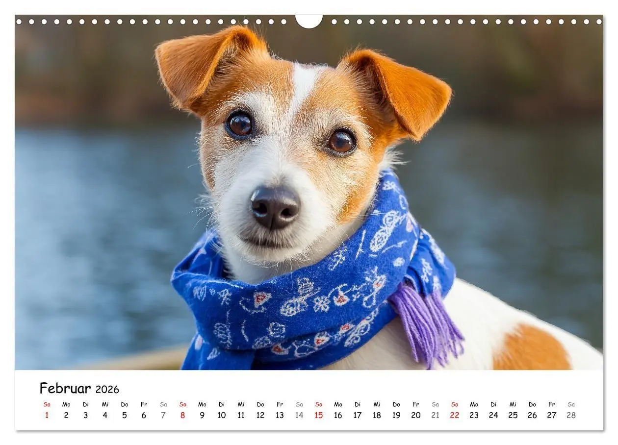 Bild: 9783516698282 | JACK RUSSEL - Kleine Hunde mit großem Charakter (Wandkalender 2026...
