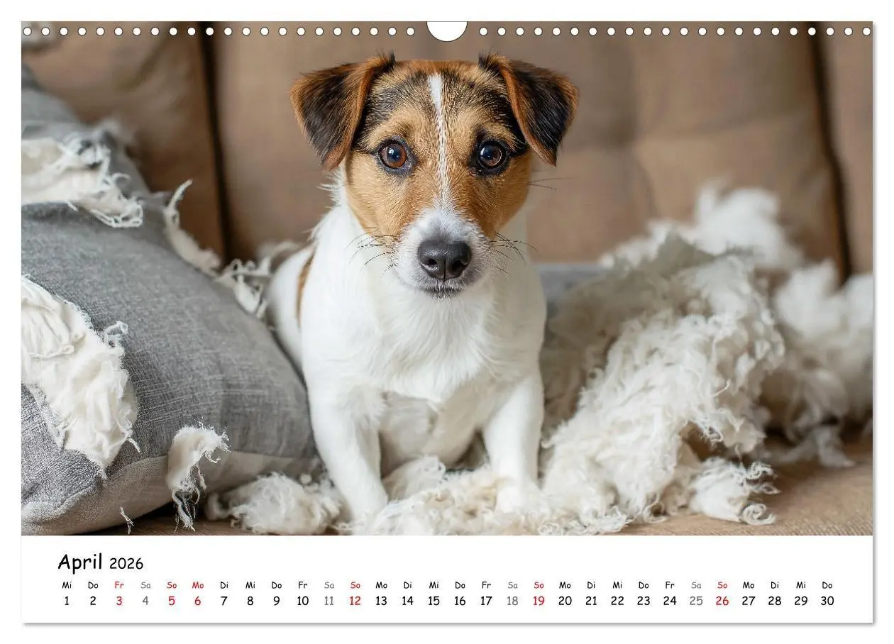 Bild: 9783516698282 | JACK RUSSEL - Kleine Hunde mit großem Charakter (Wandkalender 2026...