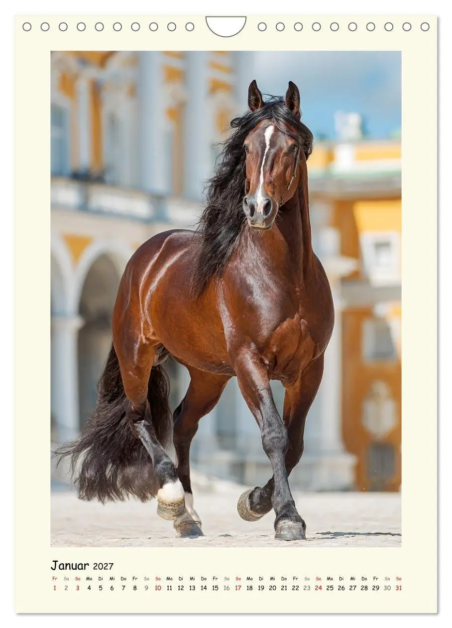 Bild: 9783516758382 | Barockpferde. Stolz, Kraft und klassische Harmonie (Wandkalender...