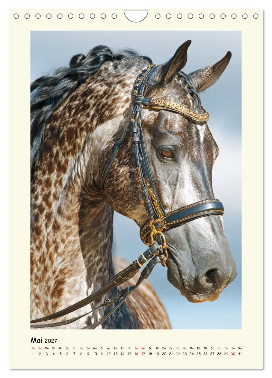 Bild: 9783516758382 | Barockpferde. Stolz, Kraft und klassische Harmonie (Wandkalender...