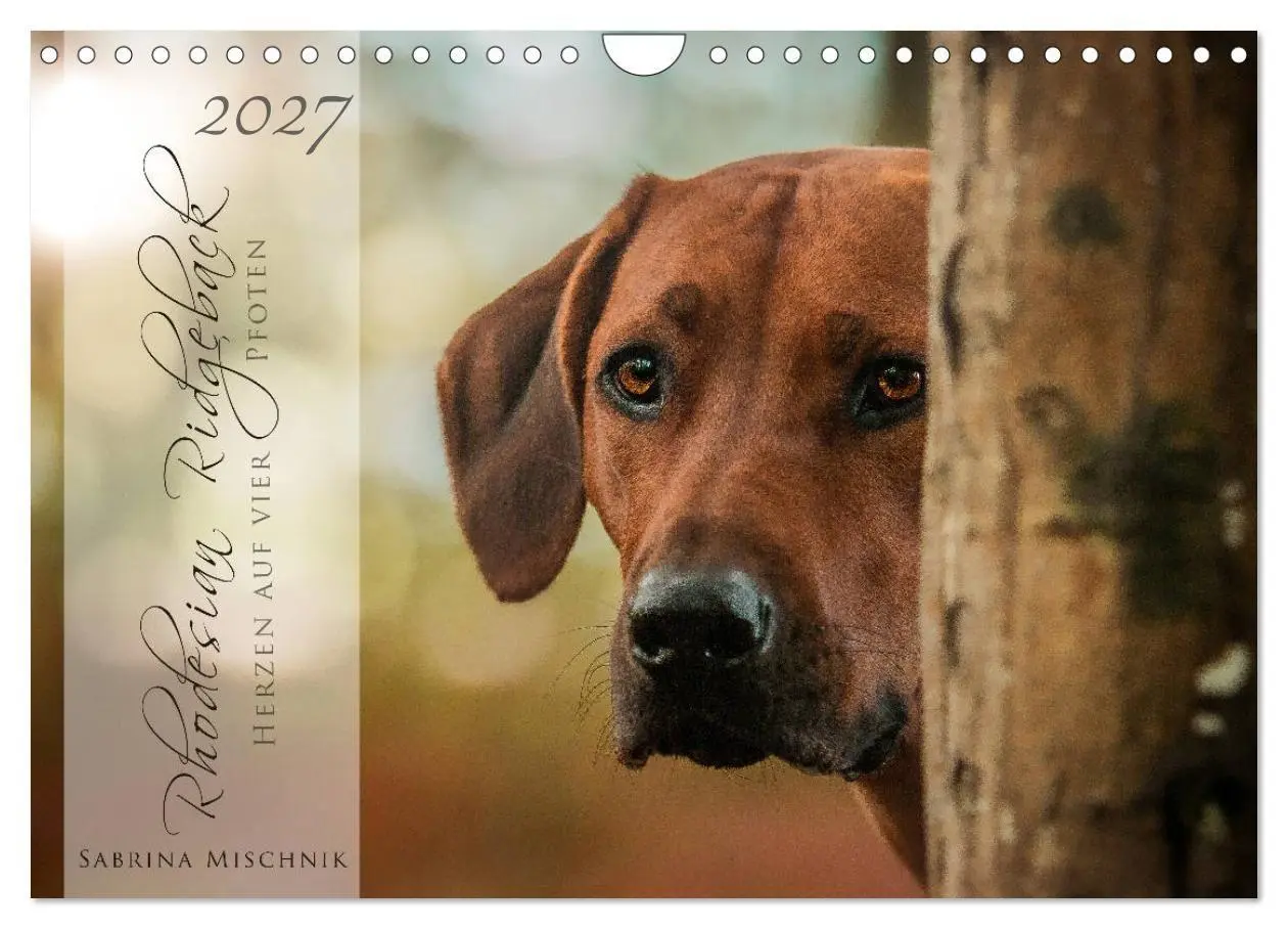 Cover: 9783569778382 | Rhodesian Ridgeback - Herzen auf vier Pfoten (Wandkalender 2027 DIN...