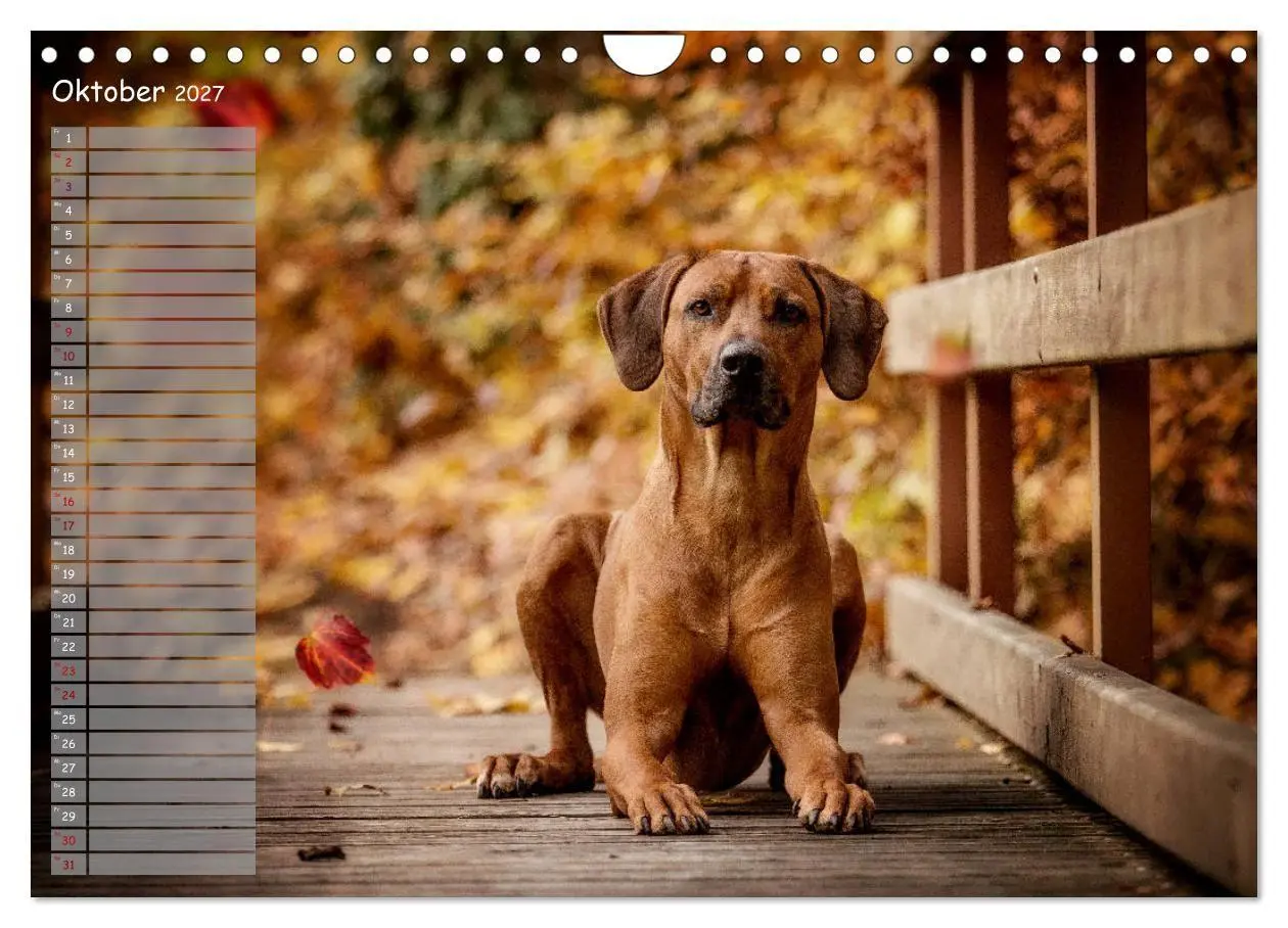 Bild: 9783569778382 | Rhodesian Ridgeback - Herzen auf vier Pfoten (Wandkalender 2027 DIN...