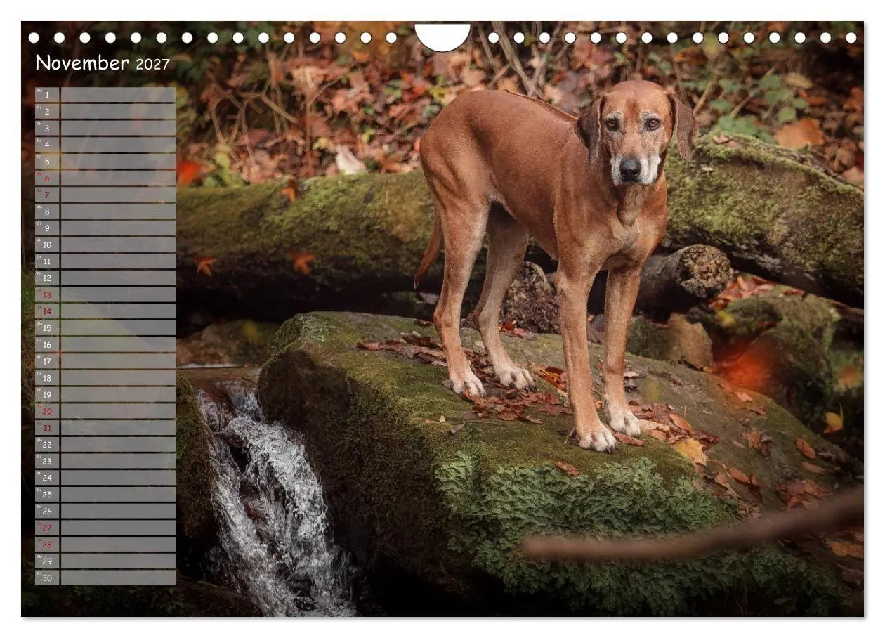 Bild: 9783569778382 | Rhodesian Ridgeback - Herzen auf vier Pfoten (Wandkalender 2027 DIN...