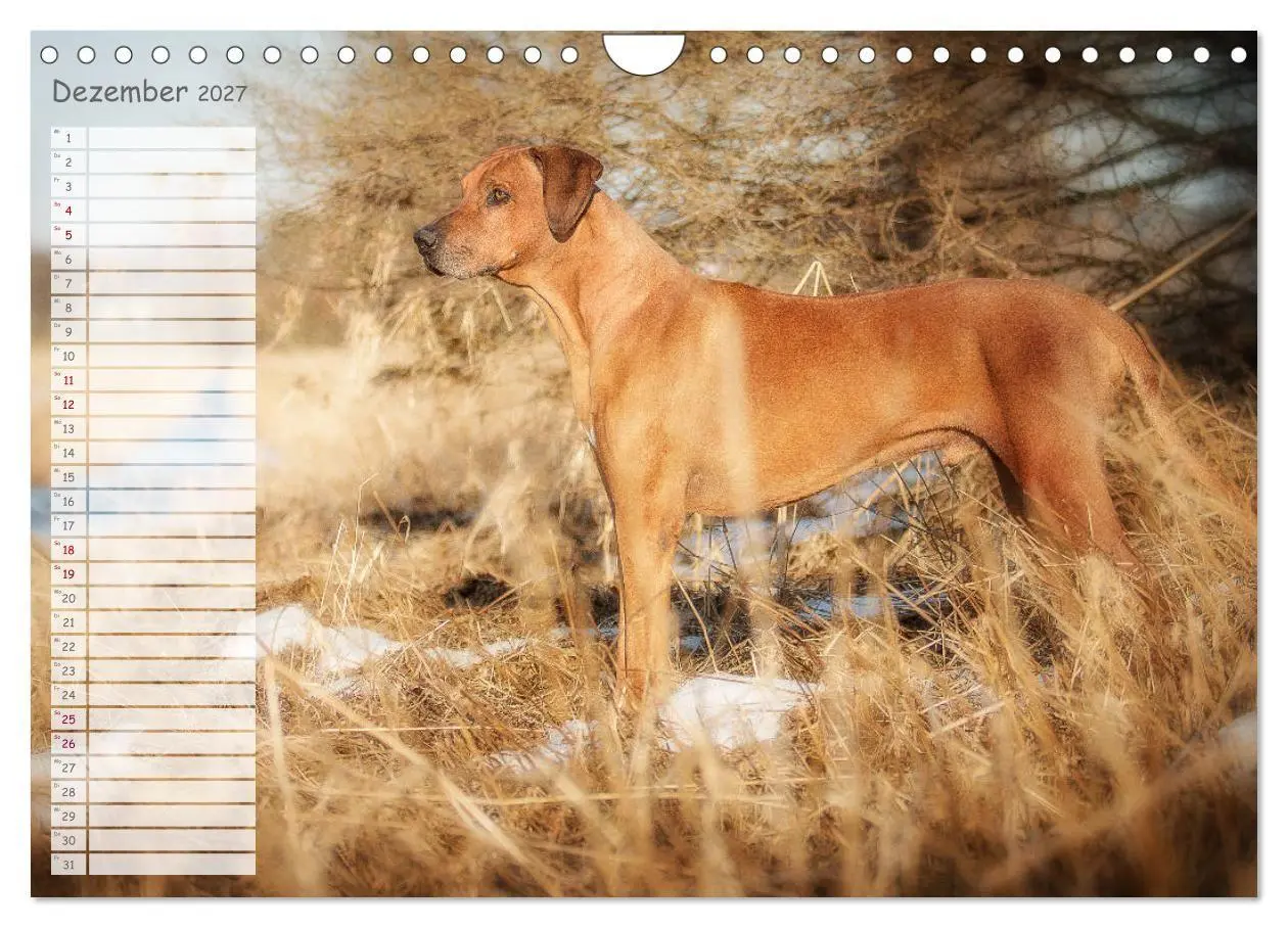 Bild: 9783569778382 | Rhodesian Ridgeback - Herzen auf vier Pfoten (Wandkalender 2027 DIN...