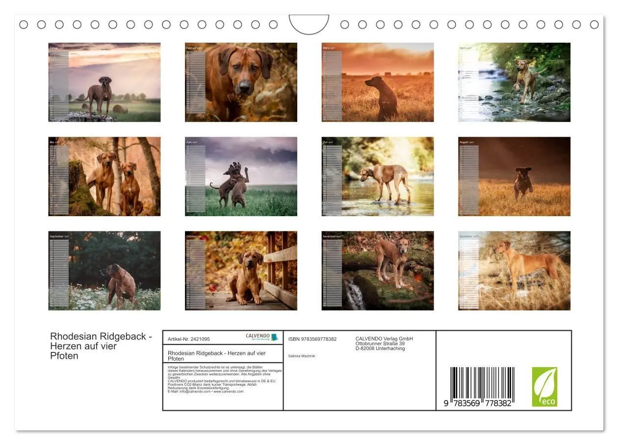 Bild: 9783569778382 | Rhodesian Ridgeback - Herzen auf vier Pfoten (Wandkalender 2027 DIN...