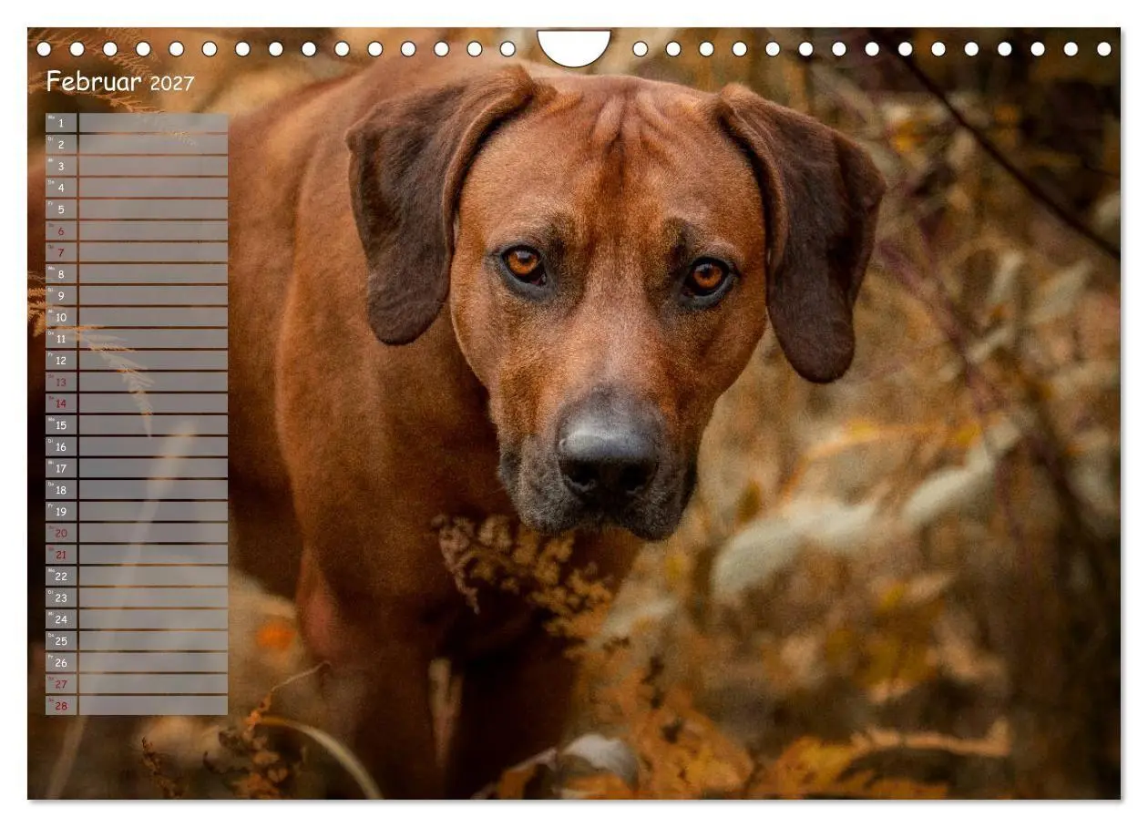 Bild: 9783569778382 | Rhodesian Ridgeback - Herzen auf vier Pfoten (Wandkalender 2027 DIN...