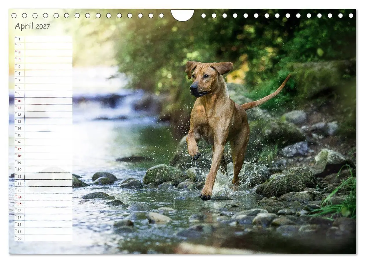 Bild: 9783569778382 | Rhodesian Ridgeback - Herzen auf vier Pfoten (Wandkalender 2027 DIN...