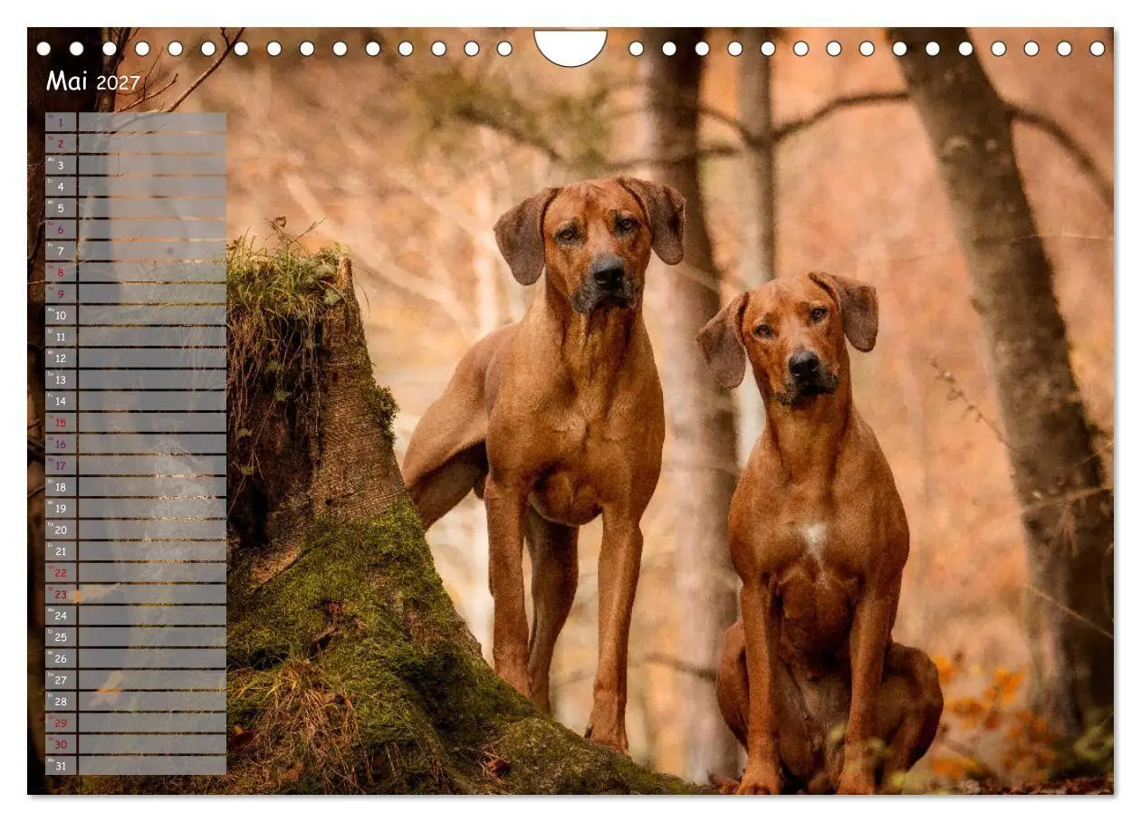 Bild: 9783569778382 | Rhodesian Ridgeback - Herzen auf vier Pfoten (Wandkalender 2027 DIN...