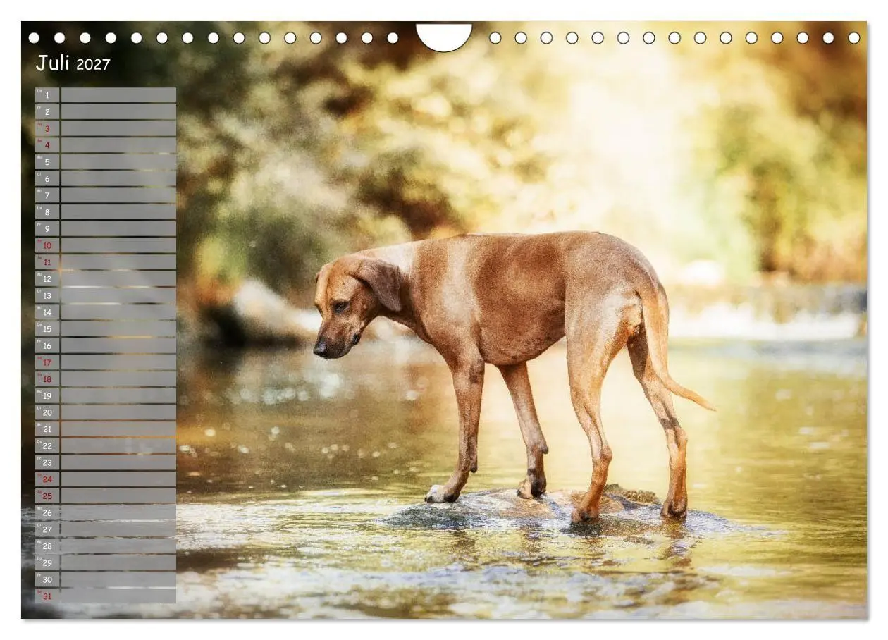 Bild: 9783569778382 | Rhodesian Ridgeback - Herzen auf vier Pfoten (Wandkalender 2027 DIN...