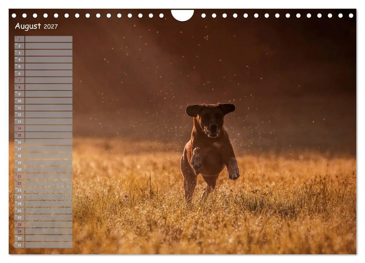 Bild: 9783569778382 | Rhodesian Ridgeback - Herzen auf vier Pfoten (Wandkalender 2027 DIN...