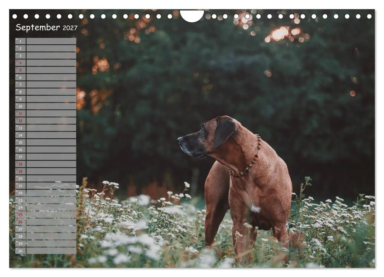 Bild: 9783569778382 | Rhodesian Ridgeback - Herzen auf vier Pfoten (Wandkalender 2027 DIN...