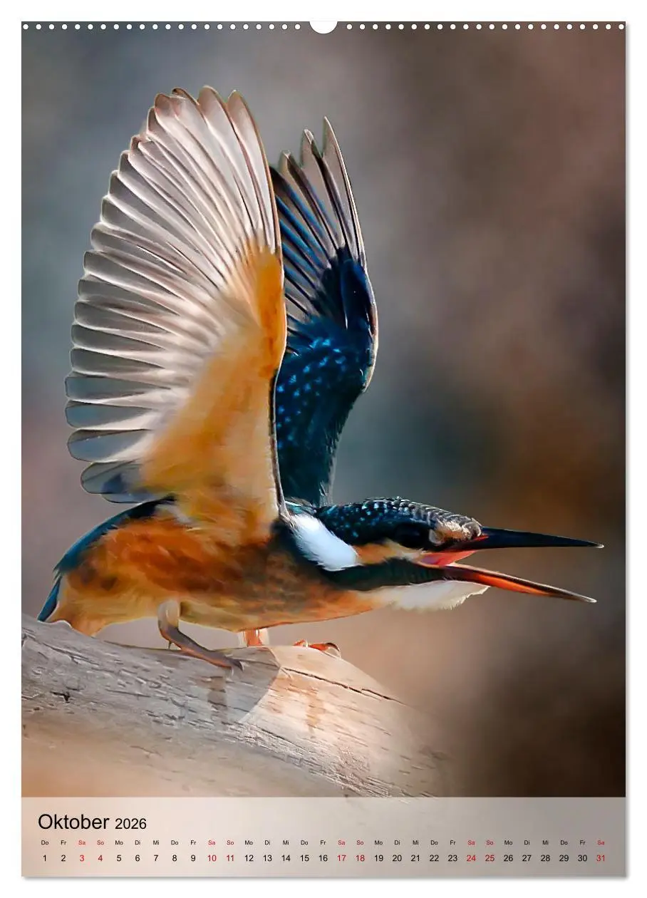 Bild: 9783516358582 | Schillernder Eisvogel (hochwertiger Premium Wandkalender 2026 DIN...