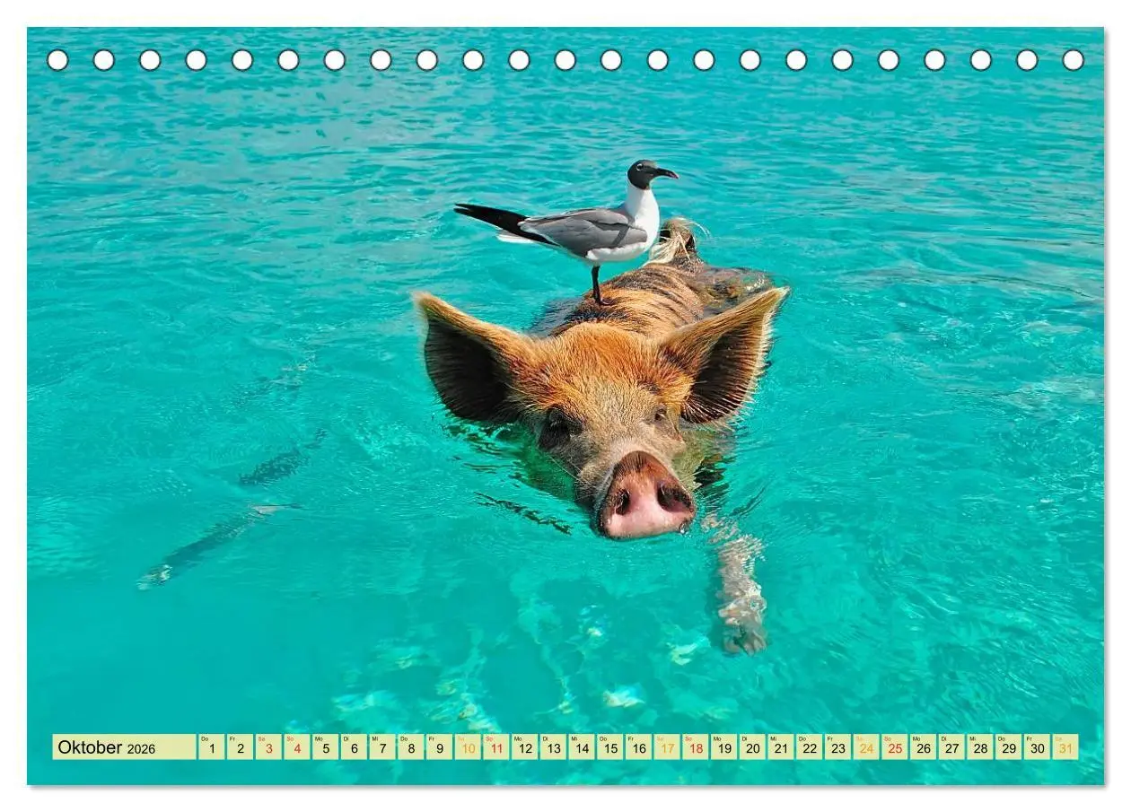 Bild: 9783457948682 | Lustig und verrückt - der ganz andere Tierkalender (Tischkalender...