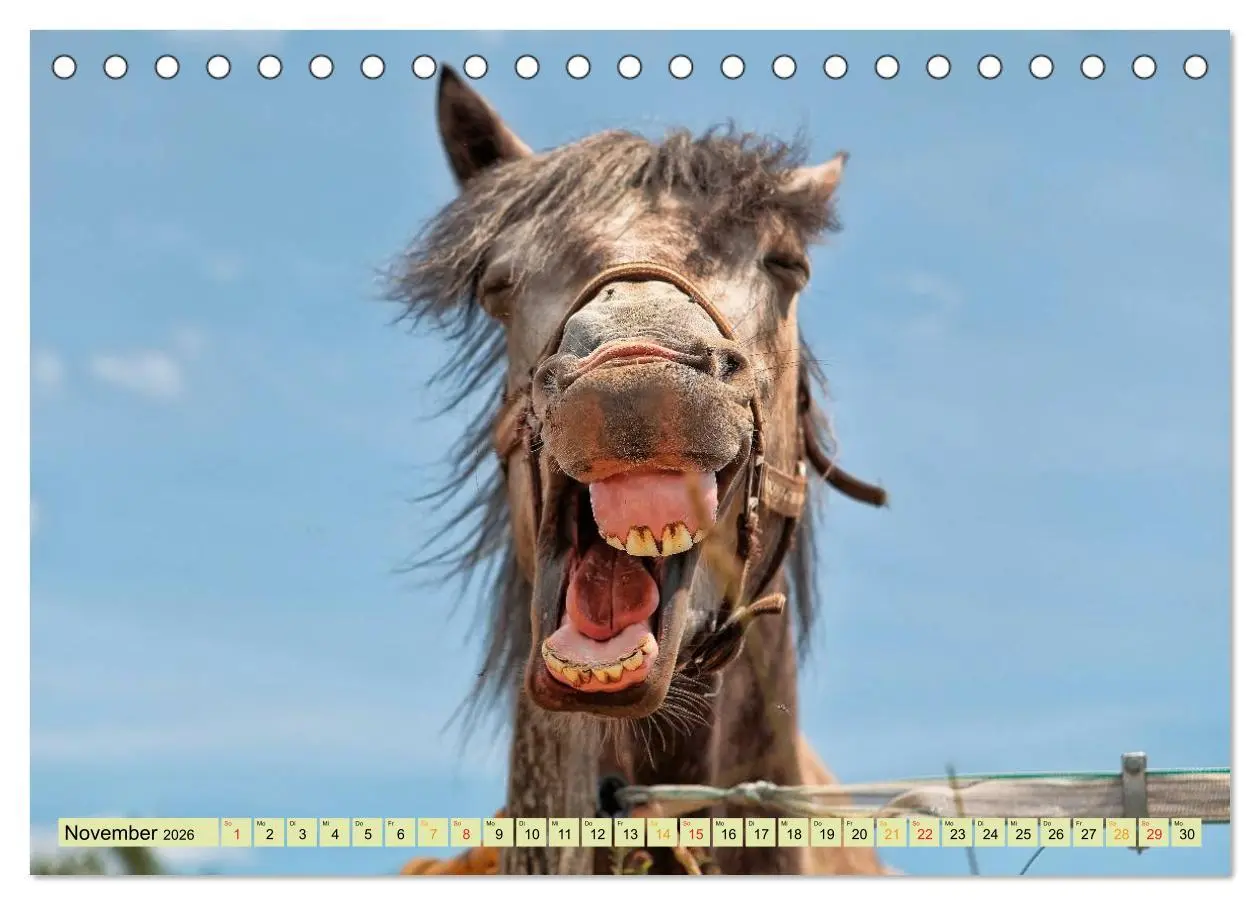 Bild: 9783457948682 | Lustig und verrückt - der ganz andere Tierkalender (Tischkalender...
