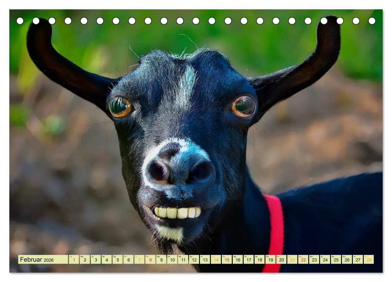 Bild: 9783457948682 | Lustig und verrückt - der ganz andere Tierkalender (Tischkalender...