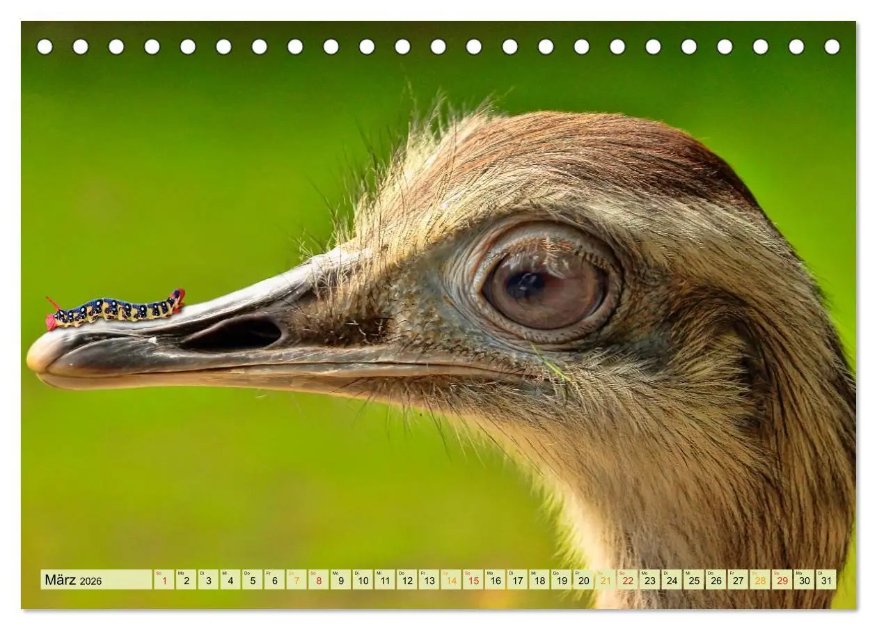 Bild: 9783457948682 | Lustig und verrückt - der ganz andere Tierkalender (Tischkalender...