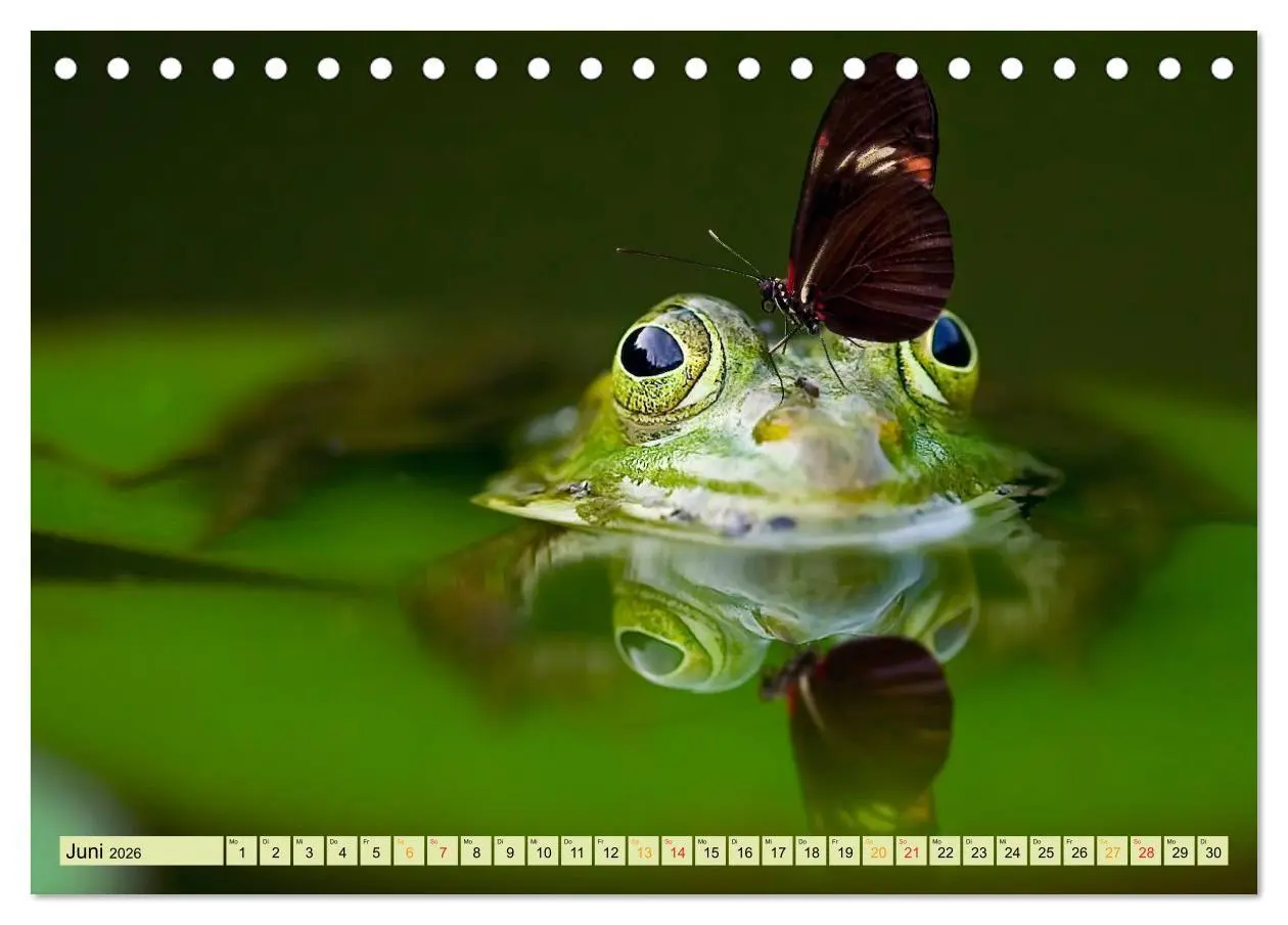 Bild: 9783457948682 | Lustig und verrückt - der ganz andere Tierkalender (Tischkalender...