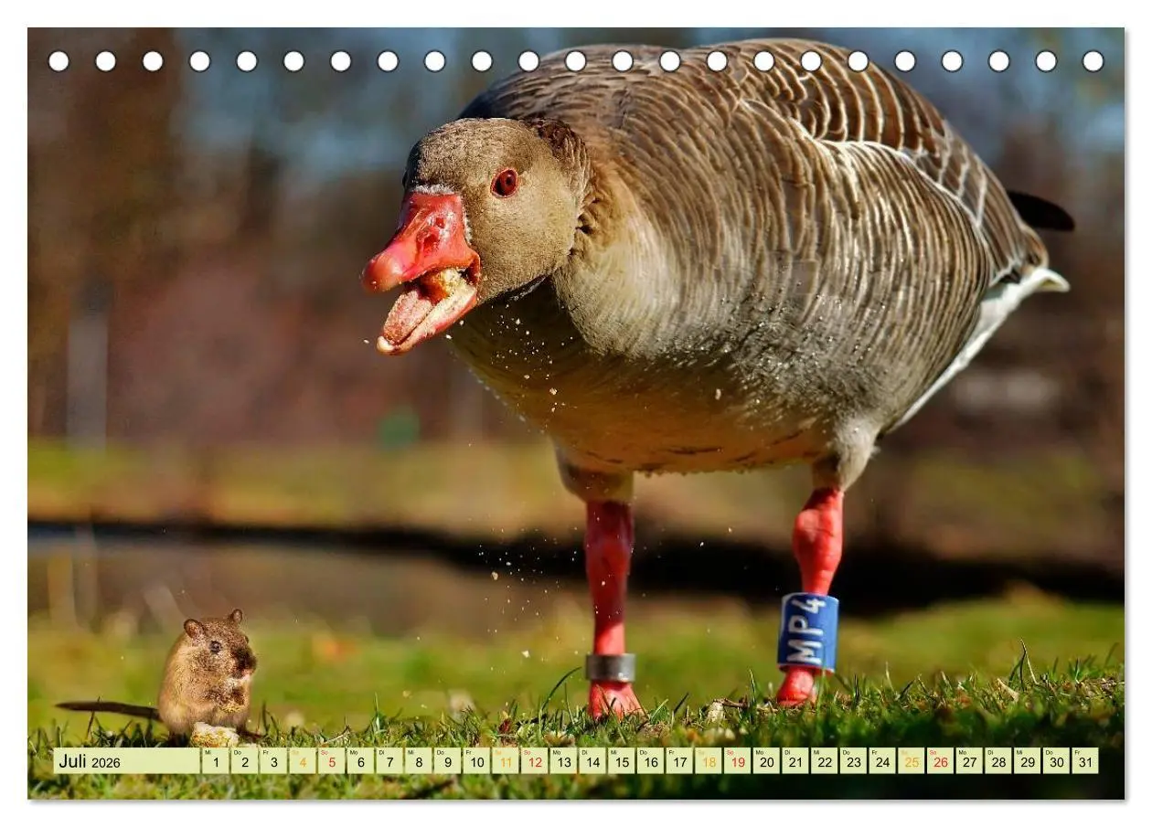 Bild: 9783457948682 | Lustig und verrückt - der ganz andere Tierkalender (Tischkalender...