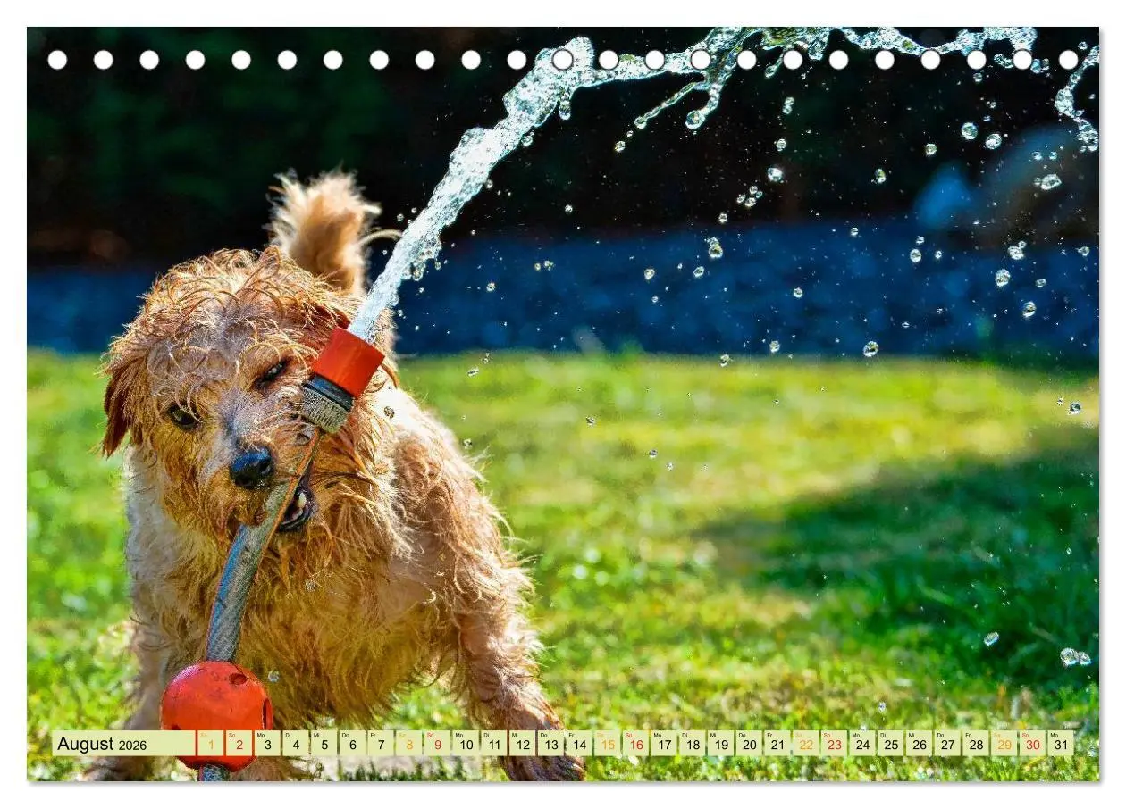 Bild: 9783457948682 | Lustig und verrückt - der ganz andere Tierkalender (Tischkalender...