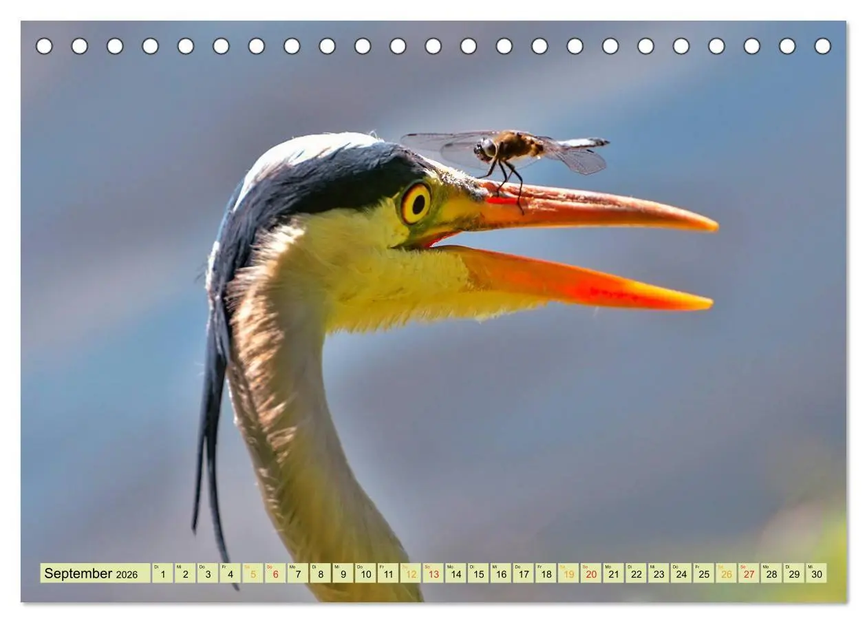 Bild: 9783457948682 | Lustig und verrückt - der ganz andere Tierkalender (Tischkalender...