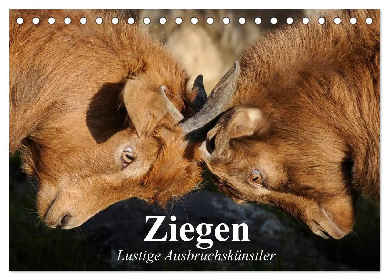 Cover: 9783435518982 | Ziegen. Lustige Ausbruchskünstler (Tischkalender 2025 DIN A5 quer),...