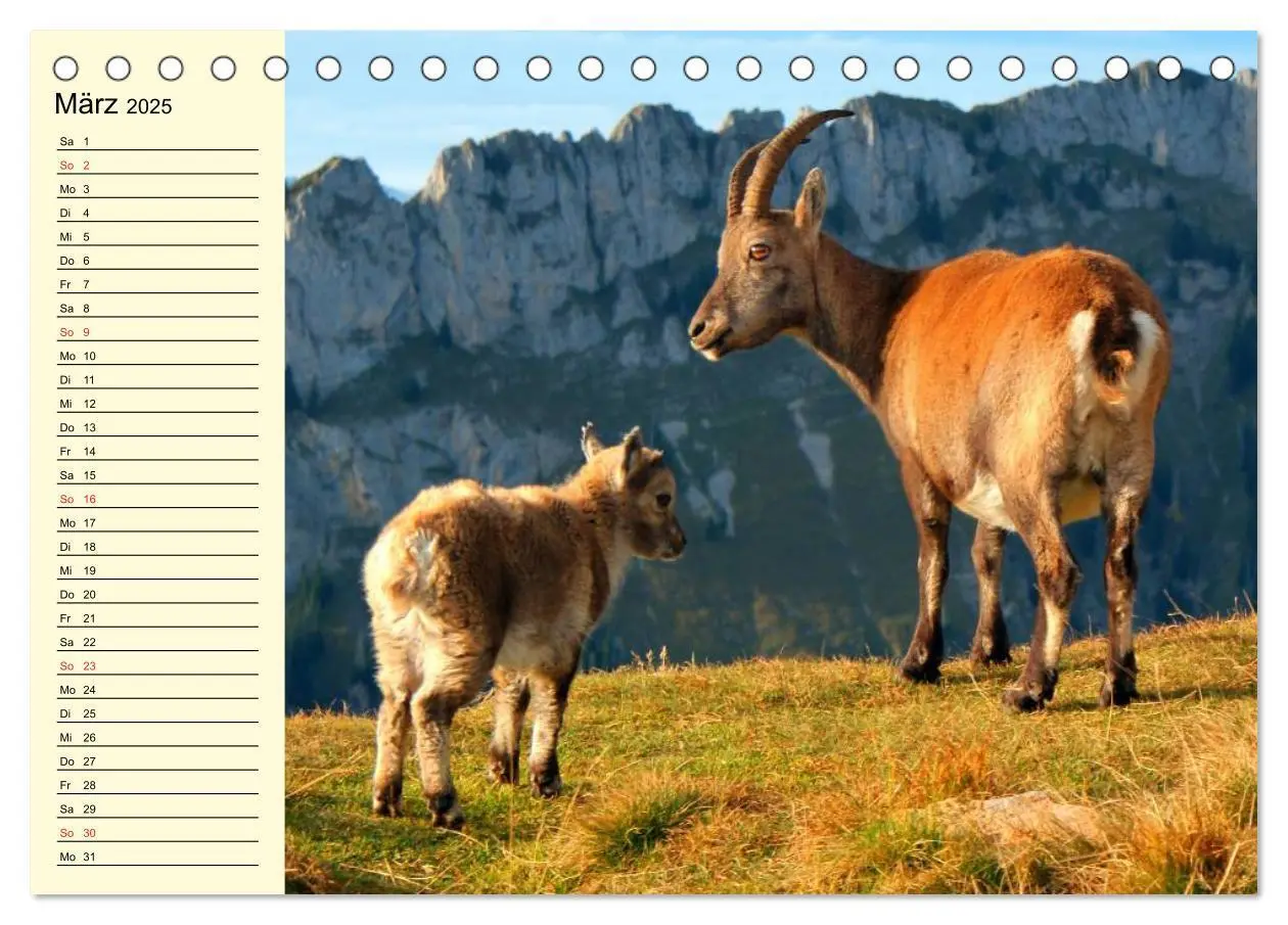 Bild: 9783435518982 | Ziegen. Lustige Ausbruchskünstler (Tischkalender 2025 DIN A5 quer),...