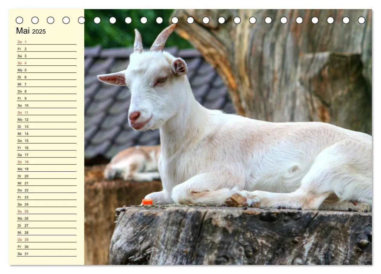 Bild: 9783435518982 | Ziegen. Lustige Ausbruchskünstler (Tischkalender 2025 DIN A5 quer),...