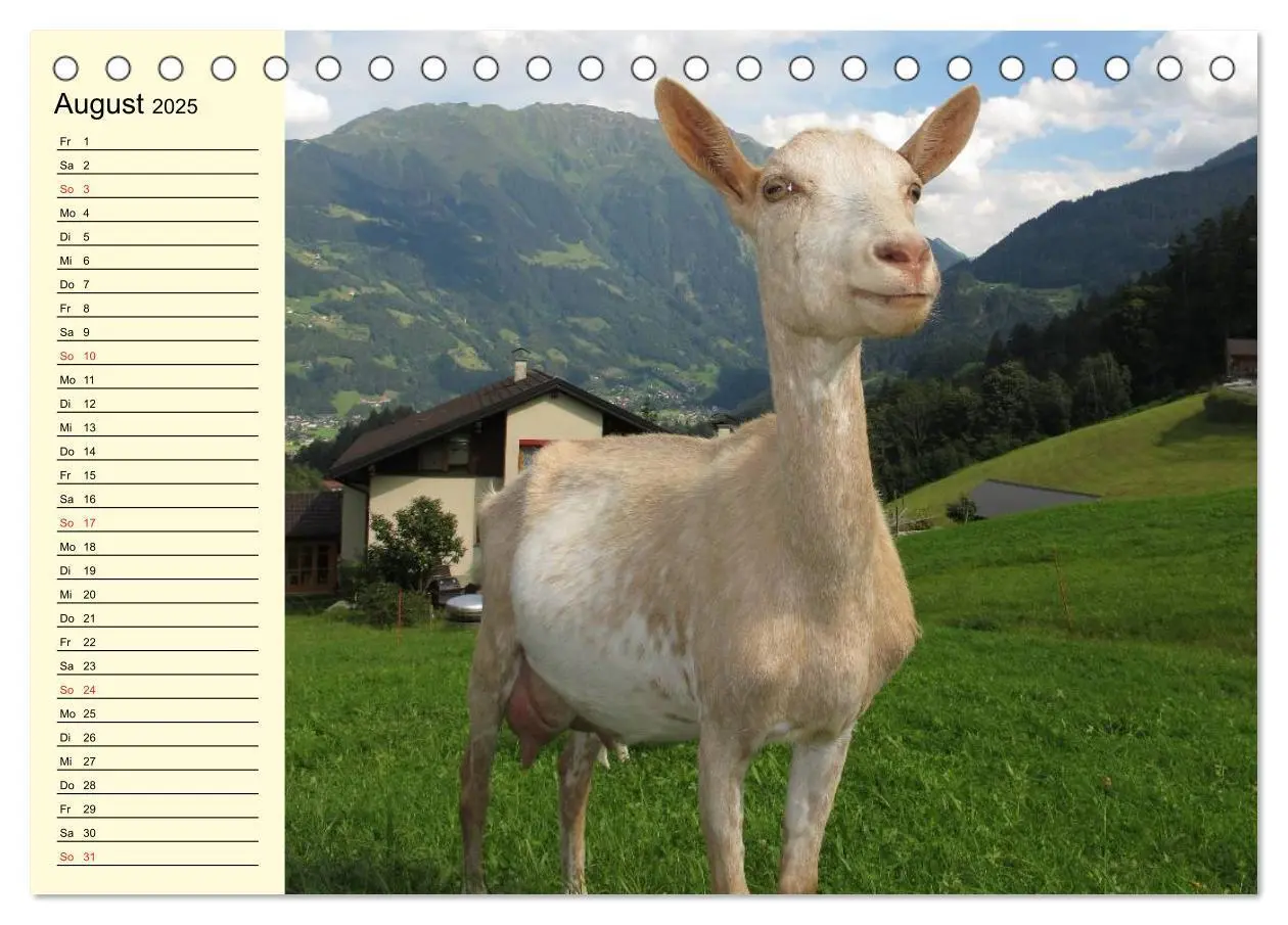 Bild: 9783435518982 | Ziegen. Lustige Ausbruchskünstler (Tischkalender 2025 DIN A5 quer),...
