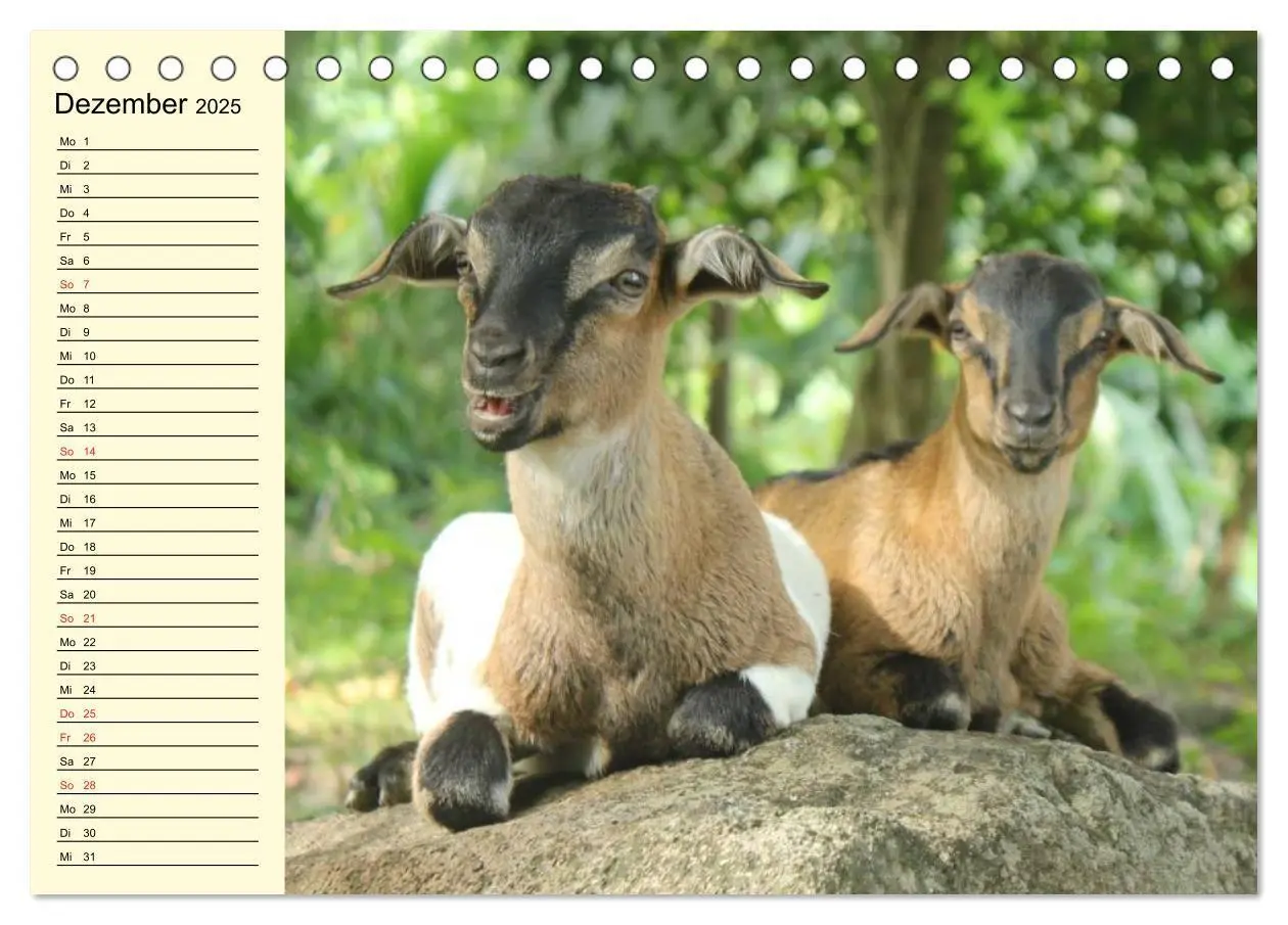 Bild: 9783435518982 | Ziegen. Lustige Ausbruchskünstler (Tischkalender 2025 DIN A5 quer),...